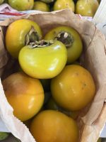 Loti Sharon (1 KG)