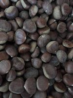 Castagne